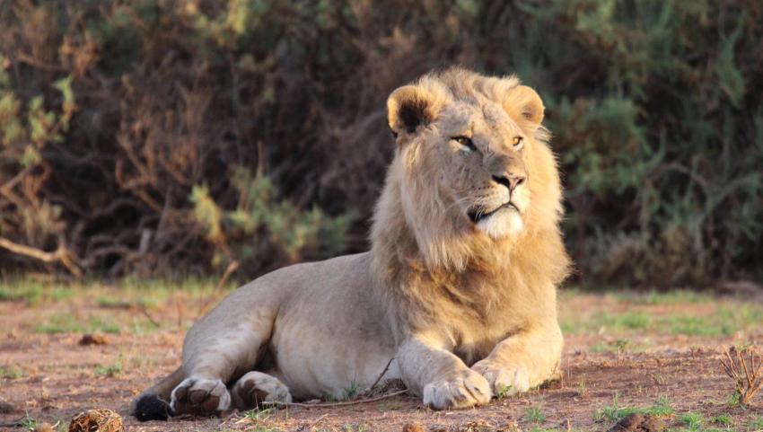 Löwen Brüder - Samburu