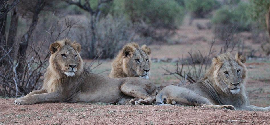 Löwen Brüder - Samburu