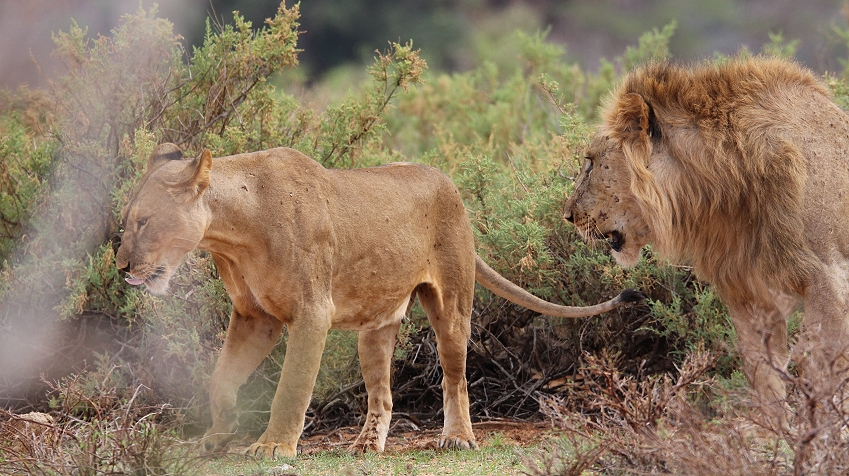 Löwenbrüder Samburu