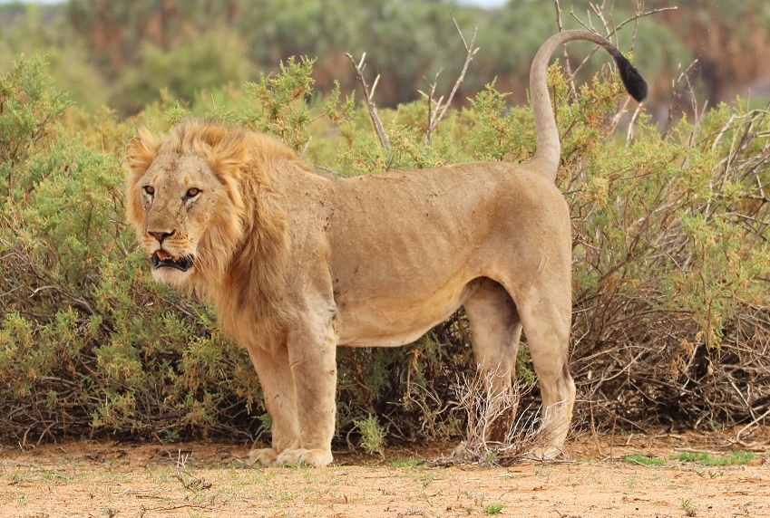 Löwenbrüder Samburu