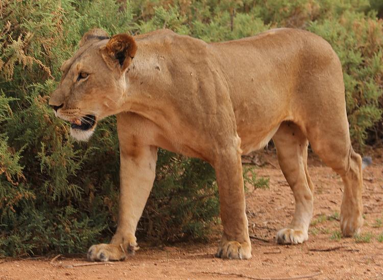 Löwenbrüder Samburu