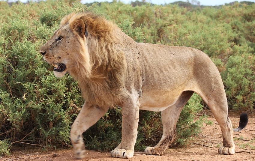Löwenbrüder Samburu