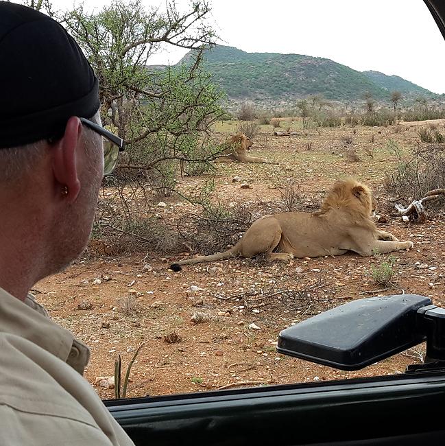 Löwenbrüder Samburu
