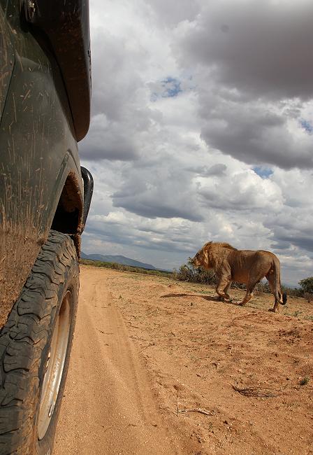 Löwenbrüder Samburu