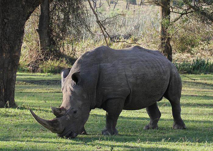 Lunch mit Nashorn - Solio