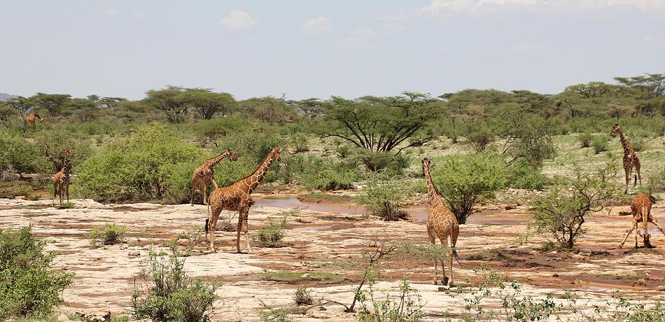 Netzgiraffen