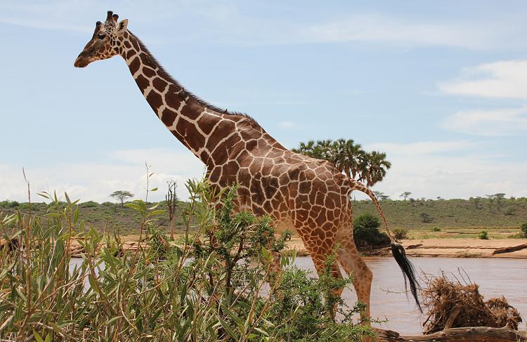 Netzgiraffen