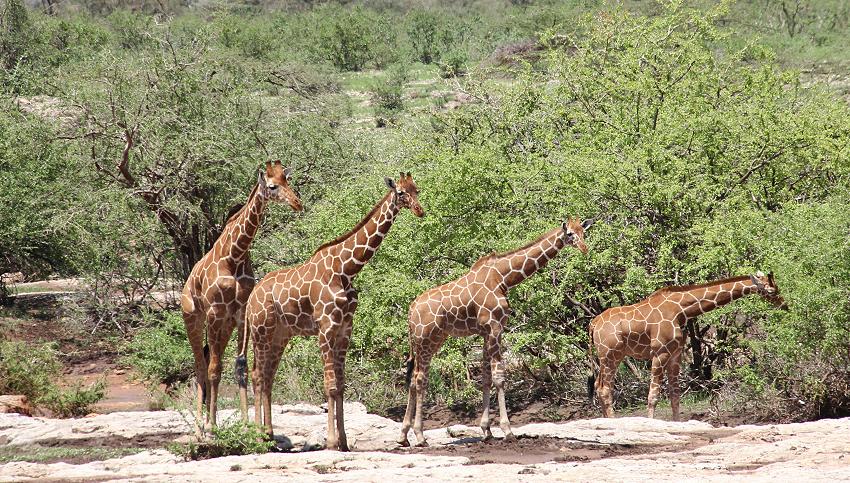 Netzgiraffen