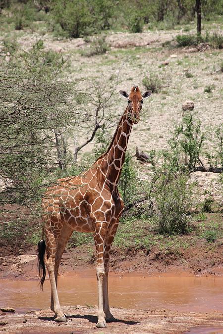 Netzgiraffen