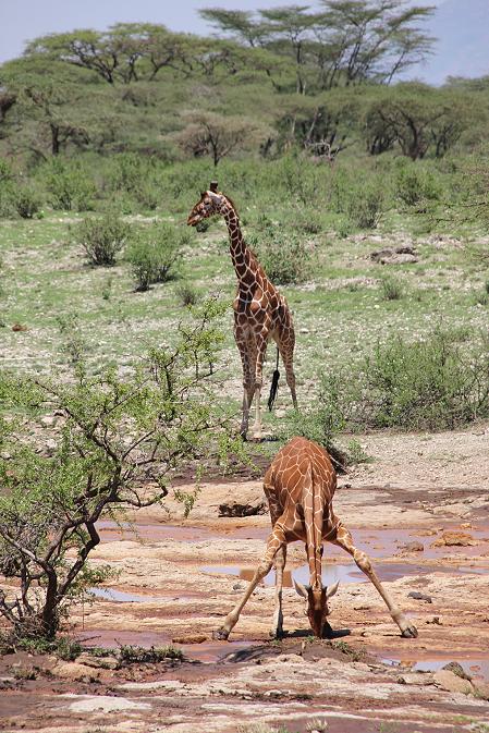 Netzgiraffen