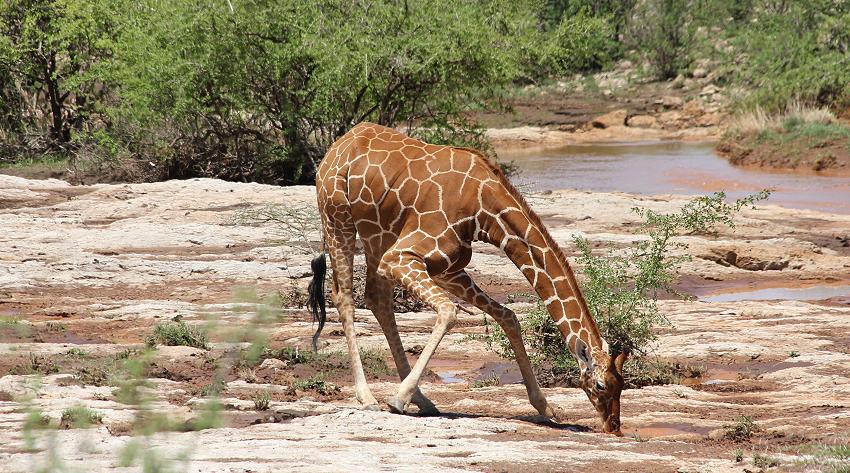 Netzgiraffen
