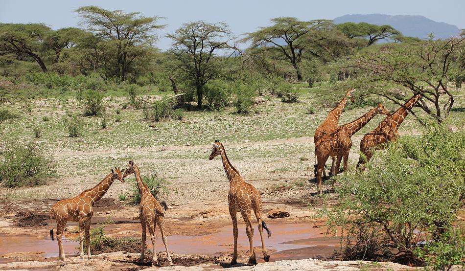 Netzgiraffen