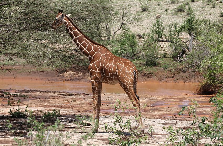 Netzgiraffen