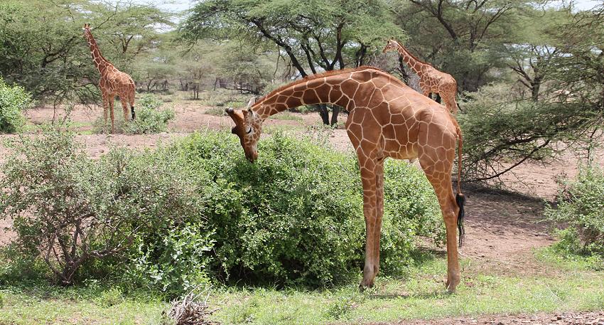 Netzgiraffen in Bufallo Spings
