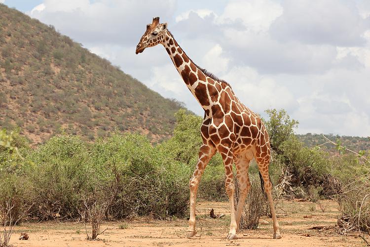 Netzgiraffen