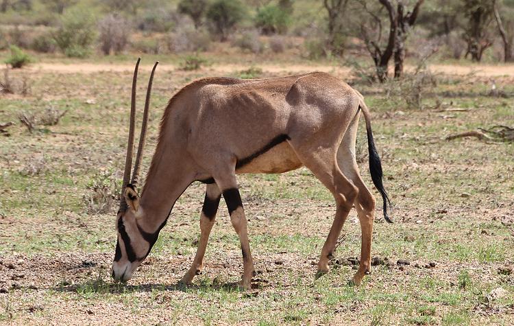 Oryx Antilope