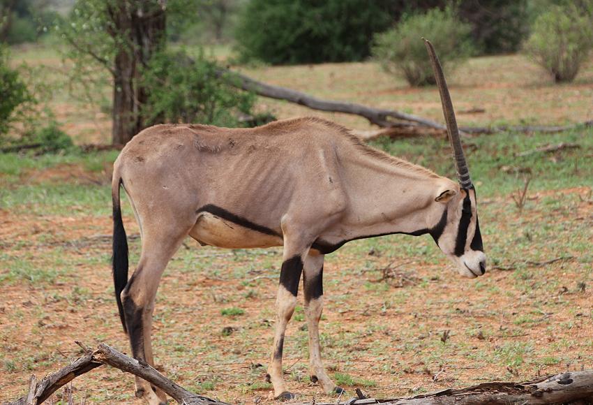 Oryx Antilope