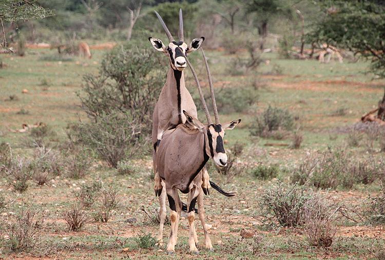 Oryx Paarung