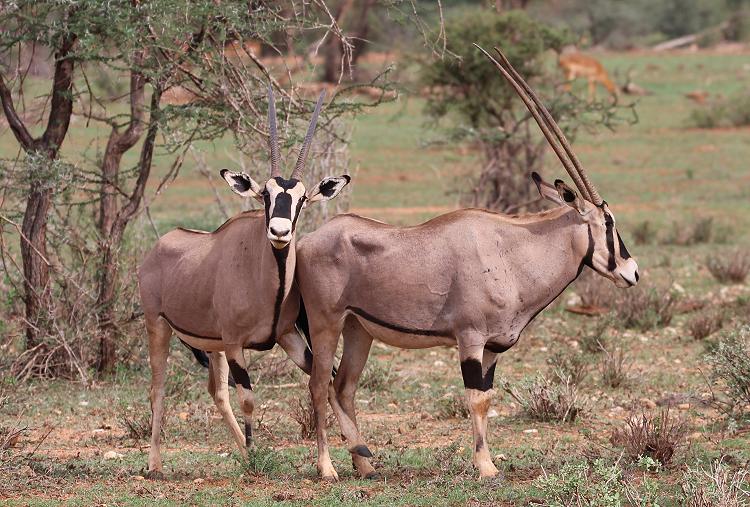 Oryx Paarung
