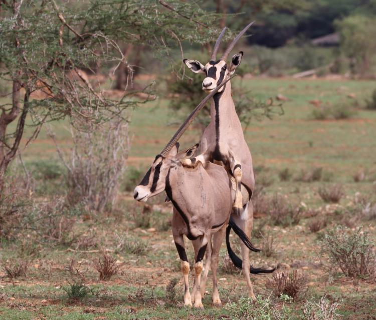 Oryx Paarung
