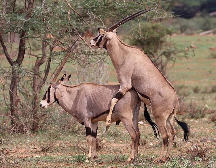 Oryx Paarung
