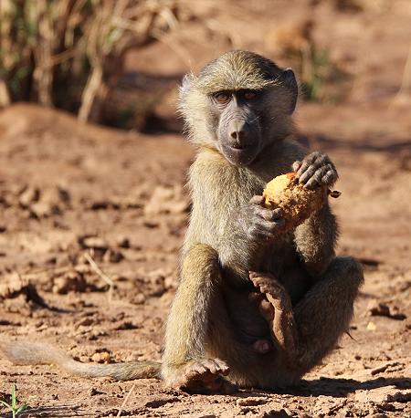 Samburu game