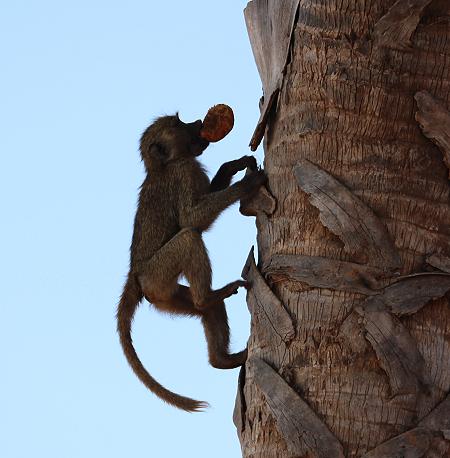 Samburu game