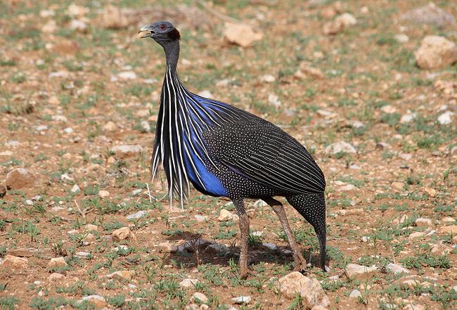 Geierperlhuhn