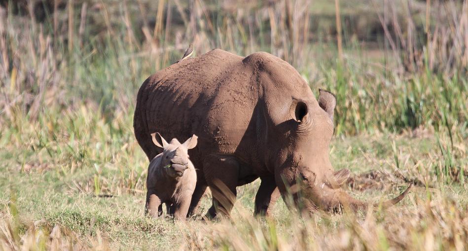 Breitmaulnashorn Baby