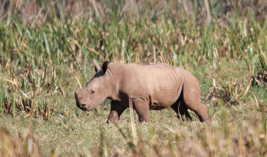 Breitmaulnashorn Baby