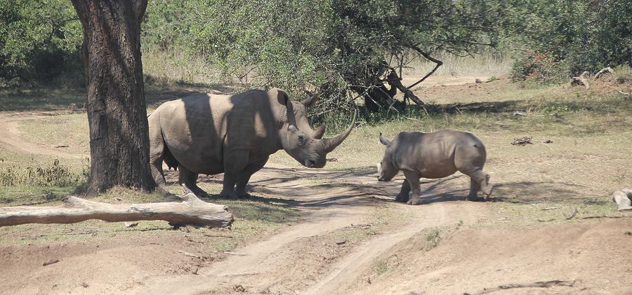 Breitmaulnashorn