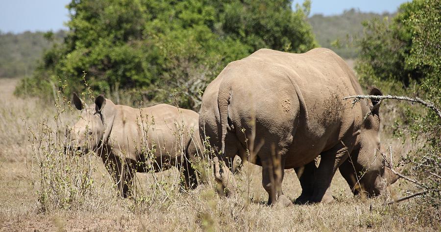 Breitmaulnashorn