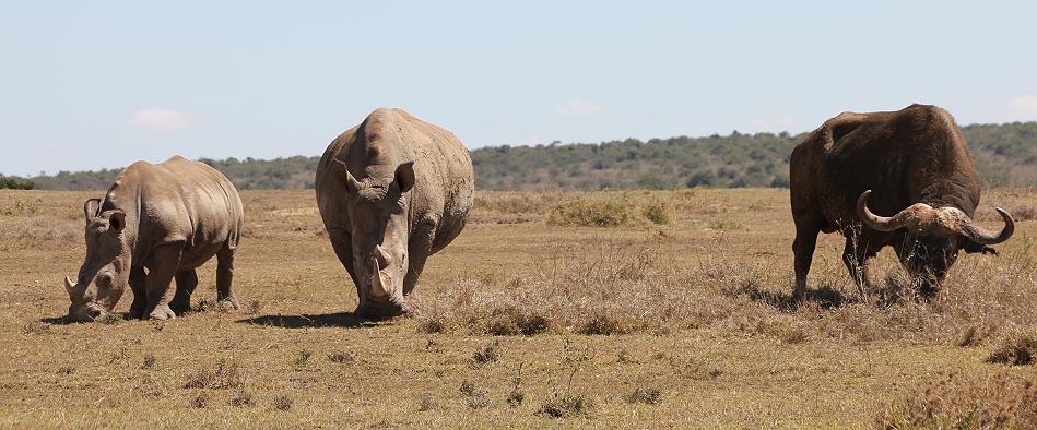 Breitmaulnashorn