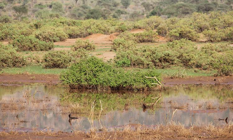 Samburu Reservat