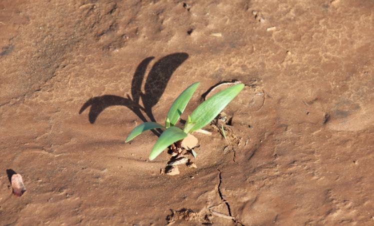 Samburu Reservat