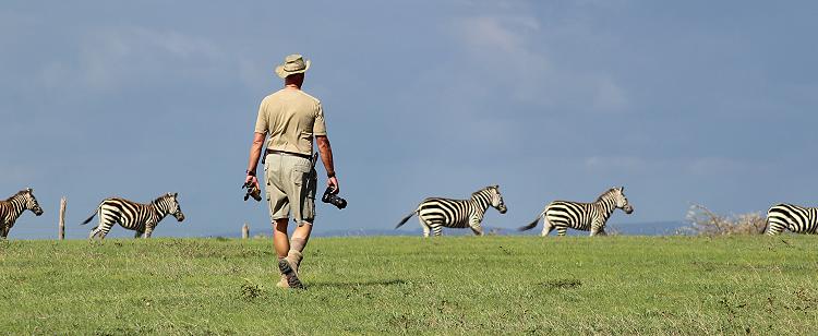 Zebras auf Sandai