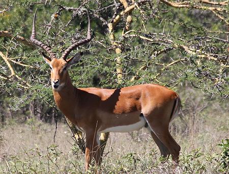 Impala auf Sandai