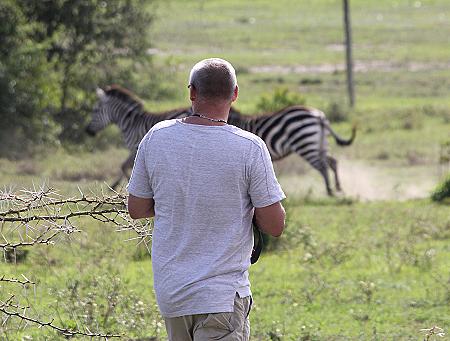 Zebras auf Sandai