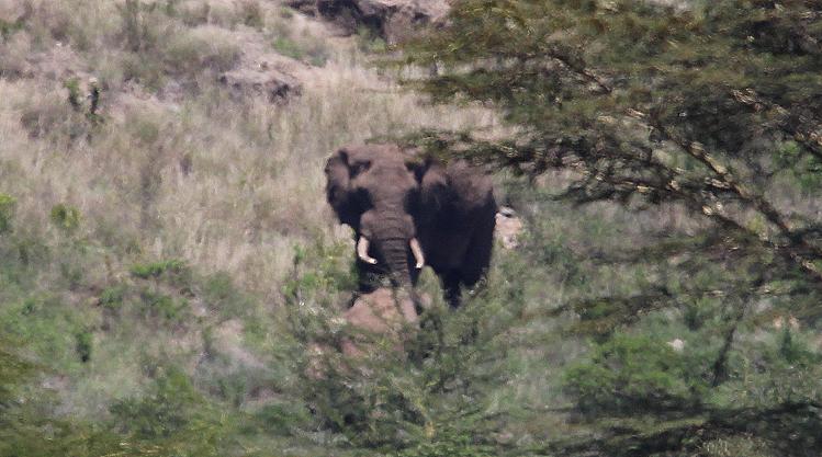Elefant auf Sandai