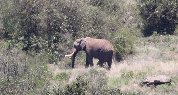 Elefant auf Sandai
