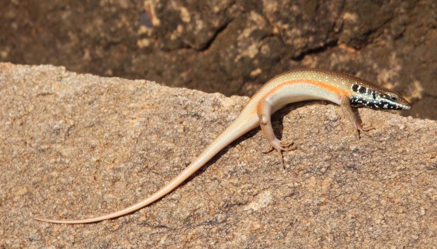 Sudan Schilechse