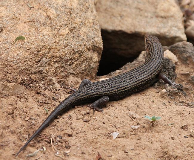 Skink