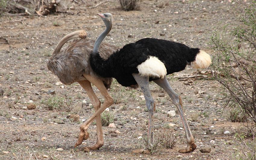 Somalistrauße