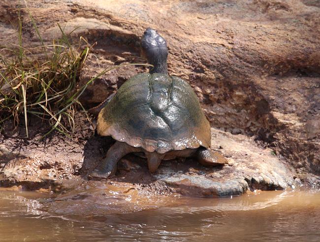 Sumpfschildkröte