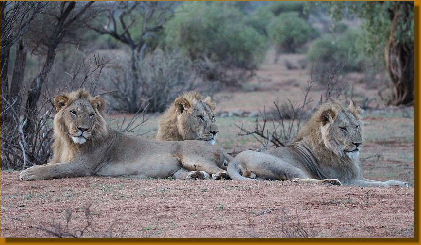 Löwen Brüder Samburu 2017