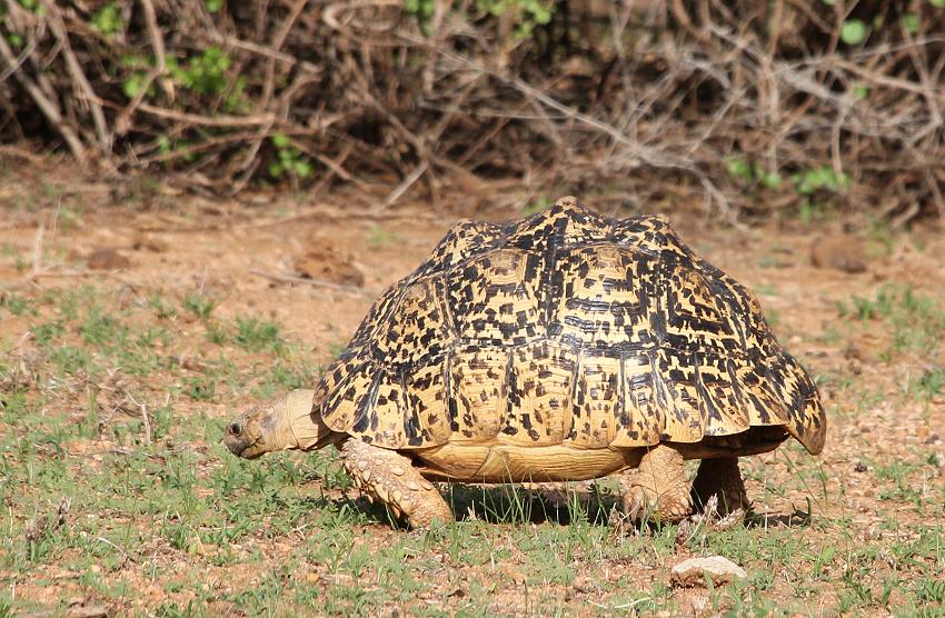 Leopardschildkröte