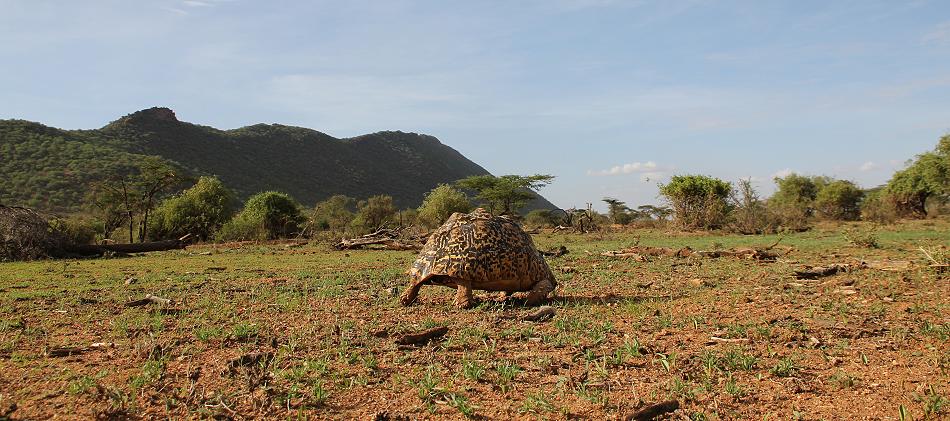 Leopardschildkröte