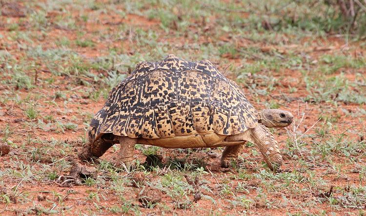 Leopardschildkröte