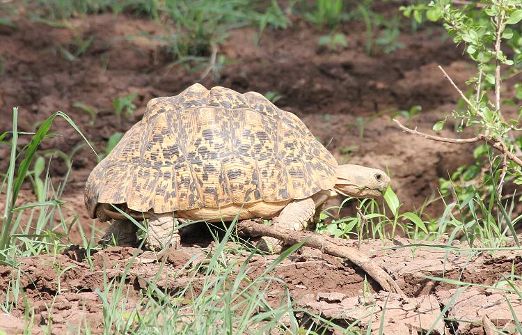 Leopardschildkröte