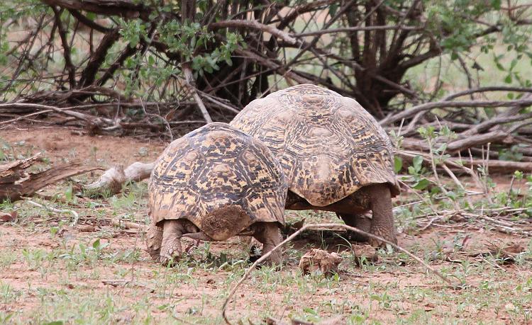 Leopardschildkröte